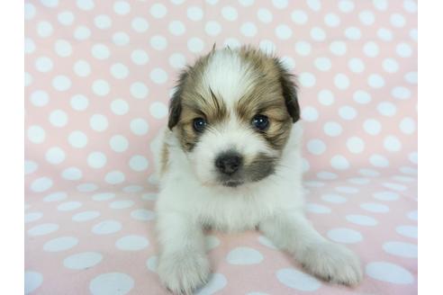 成約済の千葉県のパピヨン-99481の6枚目